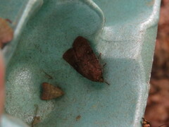 Pseudorthodes vecors