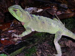 Enyalioides