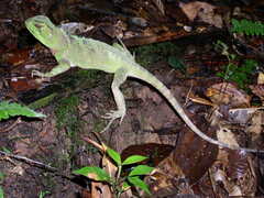 Enyalioides