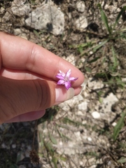 Xeranthemum cylindraceum