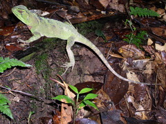 Enyalioides