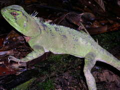 Enyalioides