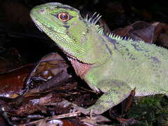 Enyalioides