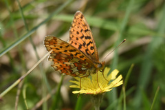 Boloria