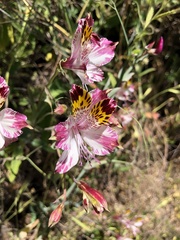 Alstroemeria pulchra
