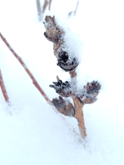 Rabdophaga strobiloides