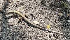 Pholidoscelis chrysolaemus