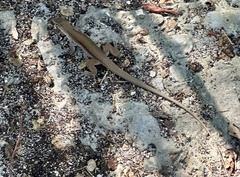 Pholidoscelis chrysolaemus