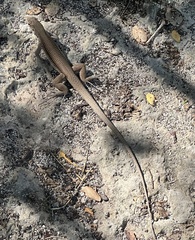 Pholidoscelis chrysolaemus