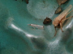 Microcrambus biguttellus