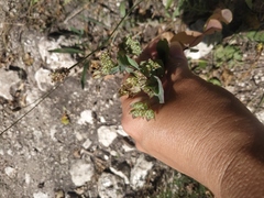 Bupleurum rotundifolium