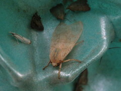 Halysidota tessellaris