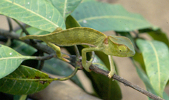 Chamaeleonidae
