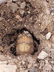 Cicadoidea