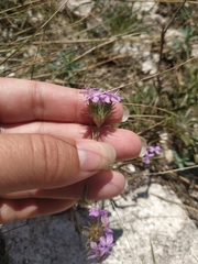 Dianthus pseudarmeria