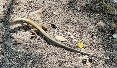 Pholidoscelis chrysolaemus