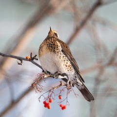 Turdus pilaris
