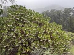 Arctostaphylos insularis