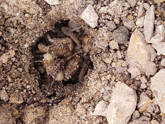 Cicadoidea
