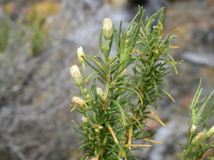 Baccharis grisebachii