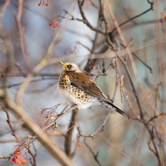 Turdus pilaris