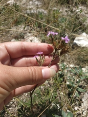 Dianthus pseudarmeria