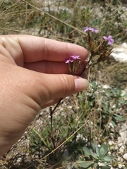 Dianthus pseudarmeria
