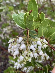 Arctostaphylos insularis