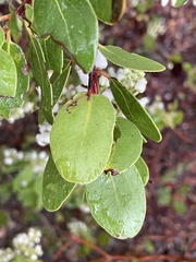 Arctostaphylos insularis