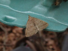 Zanclognatha jacchusalis