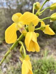 Eulophia speciosa