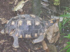 Chelonoidis denticulatus