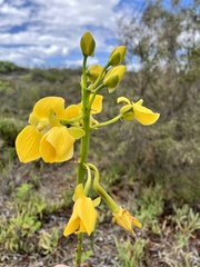 Eulophia speciosa