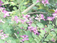 Battus polydamas