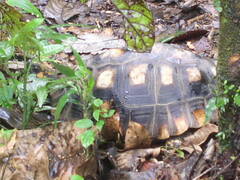 Chelonoidis denticulatus