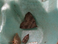 Zanclognatha laevigata