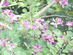 Battus polydamas