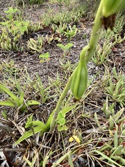 Eulophia speciosa