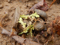 Selaginella apoda
