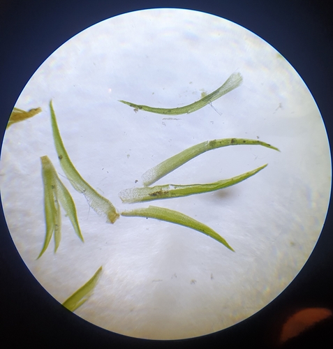 Image of Campylopus pyriformis by no rights reserved