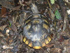 Chelonoidis denticulatus
