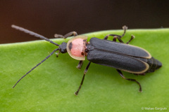 Pyractonema