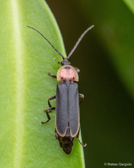Pyractonema