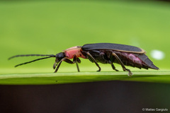 Pyractonema