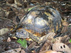 Chelonoidis denticulatus