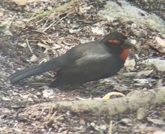 Melopyrrha violacea