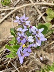 Solanum africanum