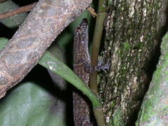 Gonatodes concinnatus