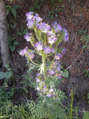 Phacelia franklinii