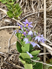 Solanum africanum